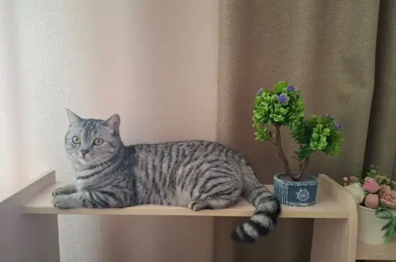 Кошки потеряшки, Барнаул, фото: Потеряшка серая кошка, Гущина 173, Барнаул