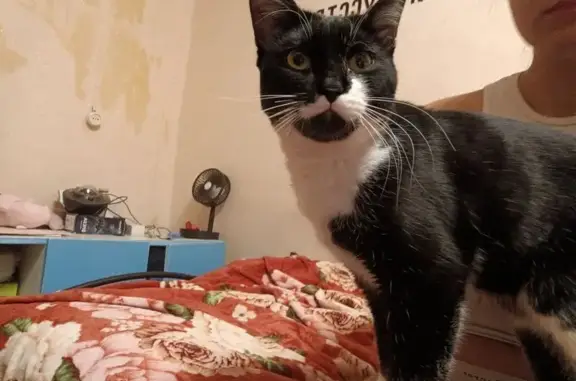 Найдена кошка, Иркутск, фото: Кошка найдена: Аэрофлотская ул. 5, Иркутск