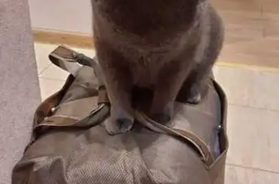 Кошки потеряшки, Кемерово, фото: Потеряшка кошка, Октябрьский пр., 9, Кемерово