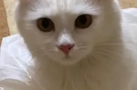 Пропала кошка, Сююмбике 64, Нижнекамск