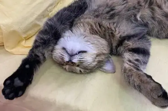 Кошки потеряшки, Миловка, фото: Потеряшка кошка на ул. Гагарина, Миловка