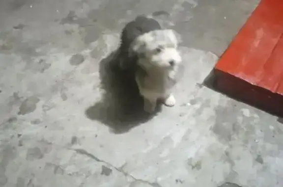 Найдена собака, Шахты, фото: Найдена собака, Шахты, пер. Мечникова, 3Б