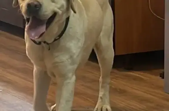 Найдена собака, , фото: Лабрадор найден в Золотово, МО