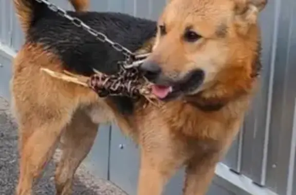 Объявления о пропавших и найденных животных, Асбест, фото: Пропала собака, Промышленная ул., Асбест