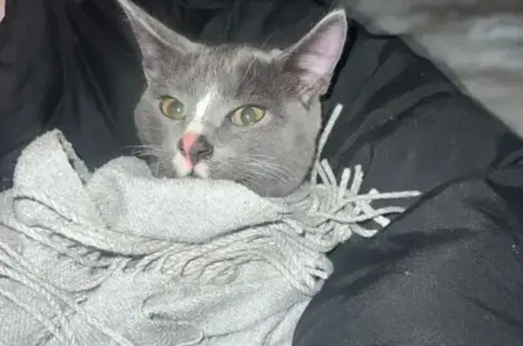 Найдена кошка, Омск, фото: Найдена кошка, 33-я Северная, 30А, Омск