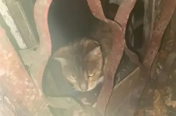 Найдена кошка, Люберцы, фото: Кошка найдена на ул. Кирова, 20, Люберцы