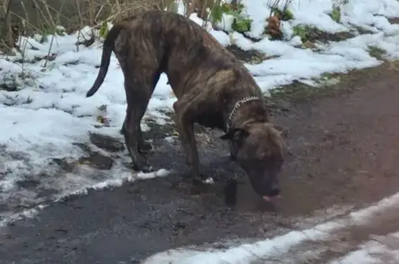 Собака найдена: Пролетарская 117, Калининград