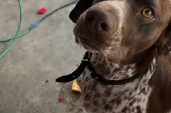 Пропала собака, ул. Фрунзе 157, Невинномысск