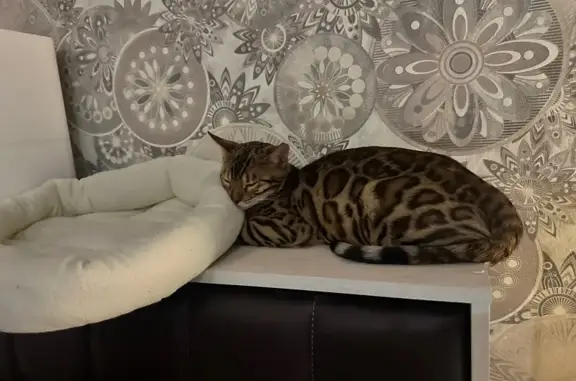 Кошки потеряшки, Иркутск, фото: Потеряшка кошка, Коммунистическая 8, Иркутск