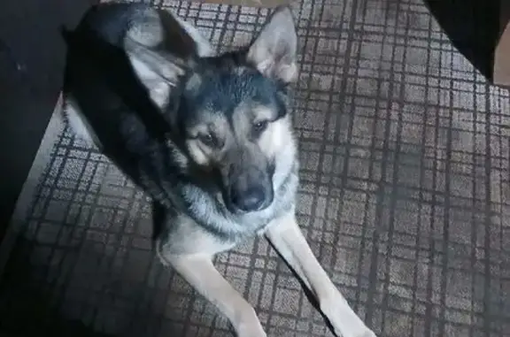 Пропала собака, ул. Гоголя, 1, Малоярославец