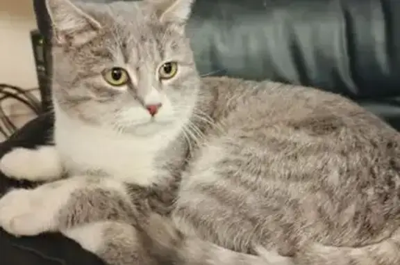 Найдена кошка, Саратов, фото: Найдена кошка, пр. 50 лет Октября, 93Д