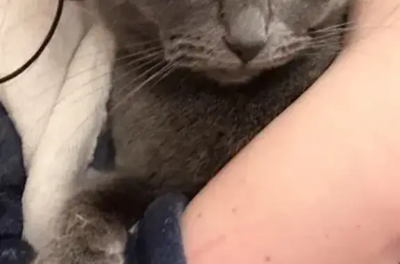 Кошки потеряшки, Архангельск, фото: Потеряшка кошка, наб. Северной Двины, 71