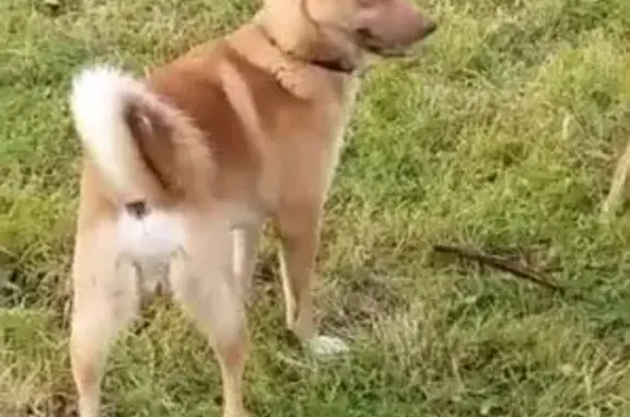 Пропала собака, Литейная 22, Архангельск