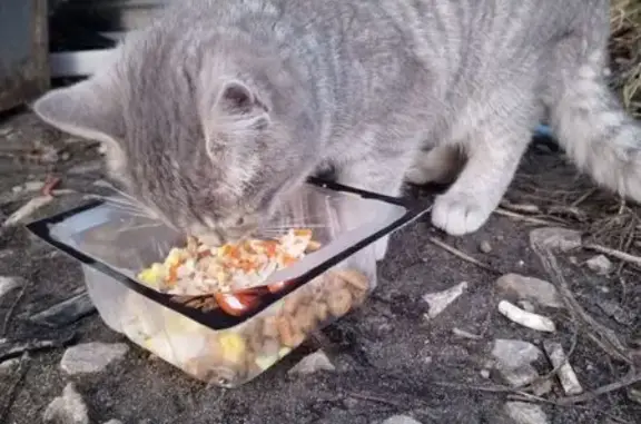 Найдена кошка, Козельск, фото: Кошка найдена: ул. Сенина, д. 1, Козельск