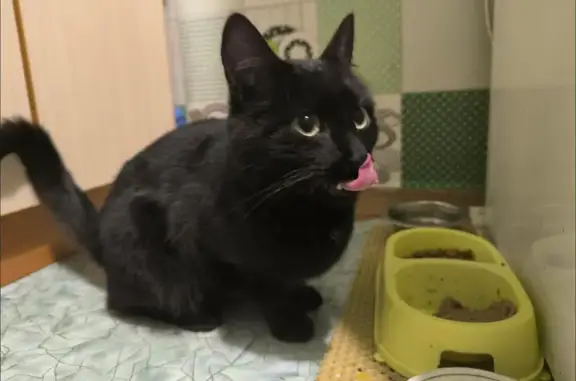 Объявления о пропавших и найденных животных, Краснотурьинск, фото: Кошка найдена: Клубная ул., 3, Краснотурьинск