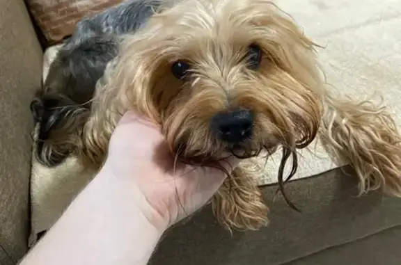 Найдена собака, Калининград, фото: Собака найдена: ул. Жукова, 10, Калининград