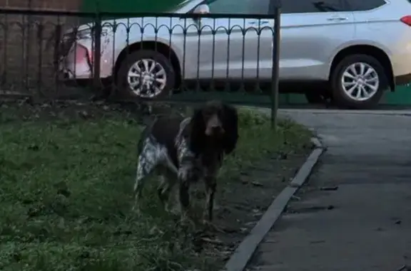 Найдена собака, Ростов-на-Дону, фото: Собака найдена у дома 2, Беломорский пер.