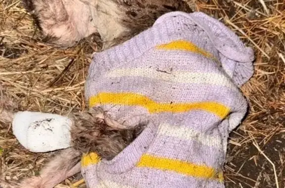 Собака найдена: Лесопарковая 3А, Челябинск