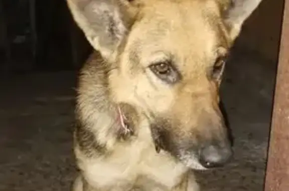 Собака найдена: Цветочная ул., 67, Динская