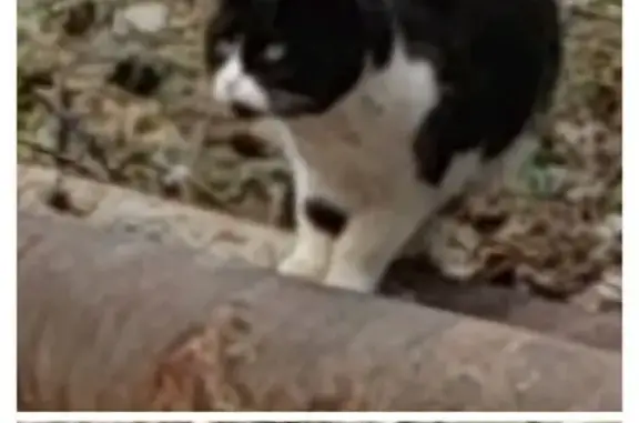 Найдена кошка, Саратов, фото: Кошка найдена на Чернышевского, 12А