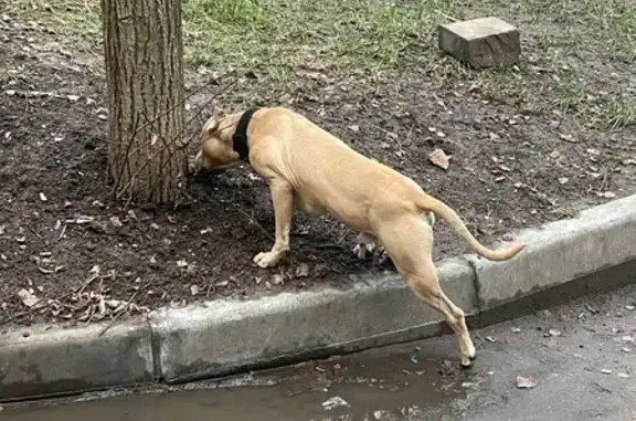 Найдена собака, Истра, фото: Щенок найден: ул. Ленина, 3, Истра