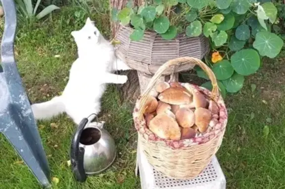 Пропала кошка, Суворов, Тульская область