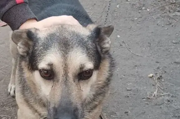 Пропала собака, ул. Егорова, 3, Пенза