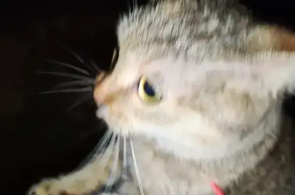 Найдена кошка, Пенза, фото: Ласковая кошка найдена: Красная ул., 6