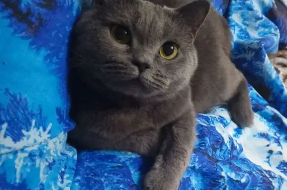 Пропала серая кошка, ул. Ленина, Шарья