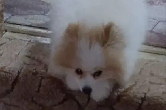 Собаки потеряшки, Свердловская область, фото: Потеряшка собака, Верхняя Тура, Свердловск