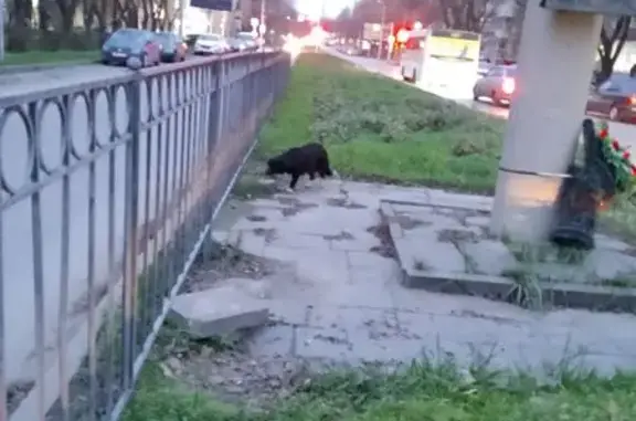 Найдена собака, , фото: Найдена собака, ул. Дзержинского, Таганрог
