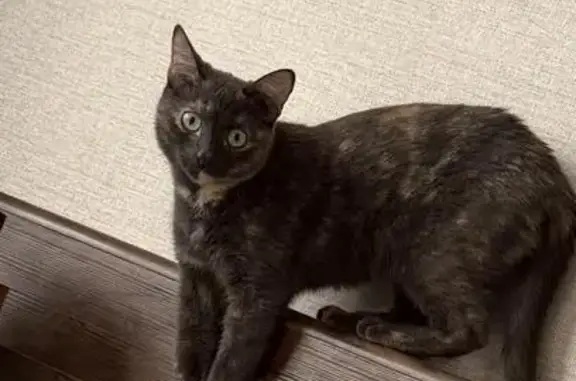 Кошки потеряшки, Набережные Челны, фото: Потеряшка кошка, Набережные Челны, 9/21