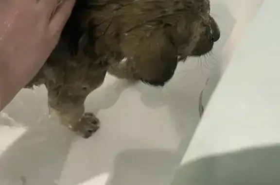 Найдена собака, Курск, фото: Нашли щенка на Заводской, 49, Курск