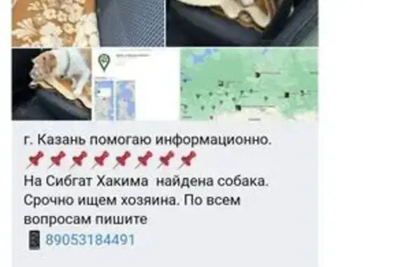 Найдена собака, , фото: Собака найдена: Казань, Татарстан