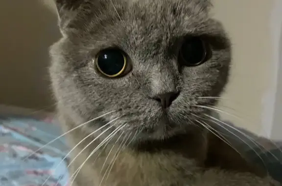 Кошки потеряшки, Бор, фото: Потеряшка слепая кошка на Максима Горького, 62/1В