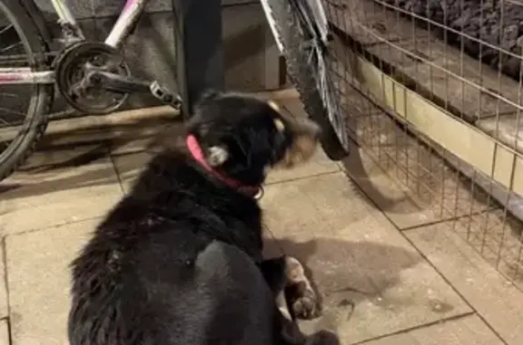 Найдена собака, Москва, фото: Собака найдена: 1-й Дачно-Мещерский, Москва