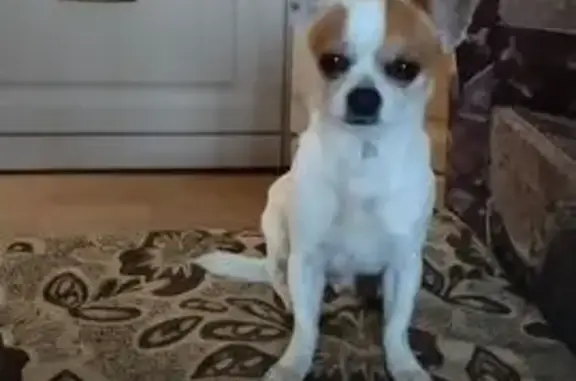 Найдена собака, Майкоп, фото: Собака найдена: 2-я Короткая, 7, Майкоп