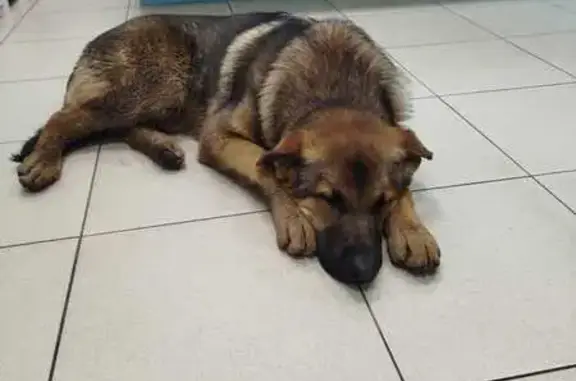 Найдена собака, Домодедово, фото: Собака найдена на Лунной, 25к2, Домодедово