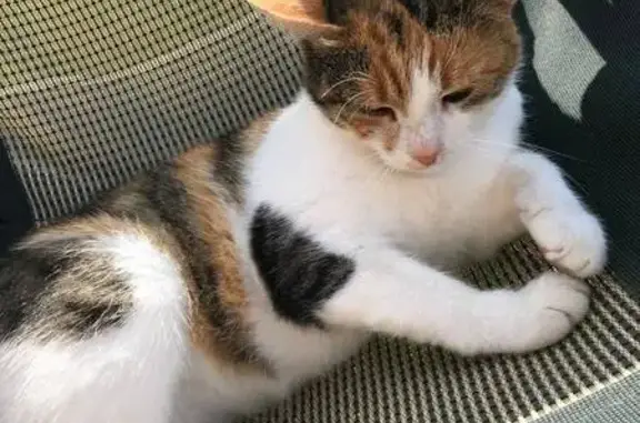 Кошки потеряшки, Домодедово, фото: Потеряшка кошка, ул. Корнеева, Домодедово