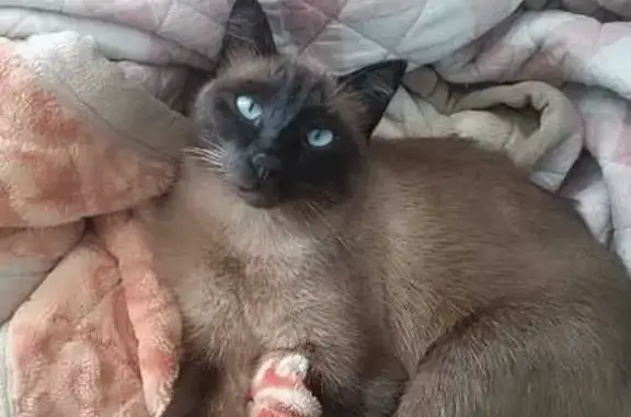 Кошки потеряшки, Астана, фото: Потеряшка сиамская кошка, Гете 3, Астана