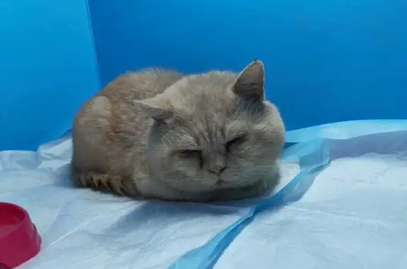 Найдена кошка, Ростов-на-Дону, фото: Кот найден, Таврическая ул., Ростов-на-Дону