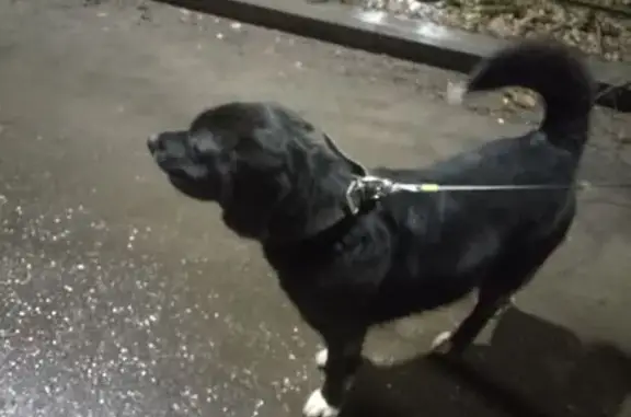 Найдена собака, Ярославль, фото: Найдена собака, ул. Городской Вал, 9