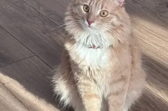 Кошки потеряшки, Оренбург, фото: Потеряшка кошка, Новая ул. 12, Оренбург