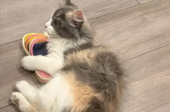 Пропала кошка, ул. Жукова 5, Одинцово