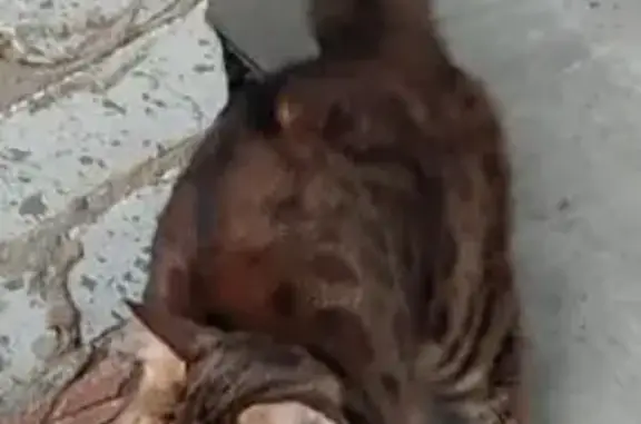 Найдена кошка, Энгельс, фото: Бенгальская кошка найдена, Комсомольская 117