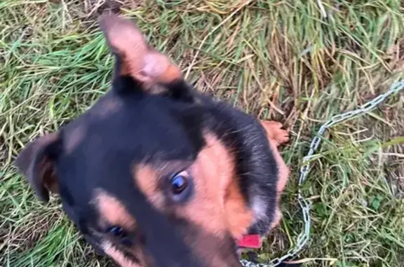 Поиск домашних животных, фото: Найдена собака в Мышенском, МО