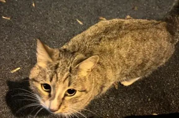 Найдена кошка, Москва, фото: Кошка найдена: ул. Куусинена, 6А к1, Москва