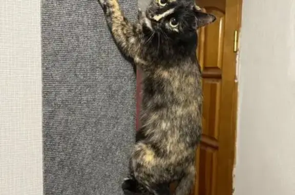 Пропала кошка, ул. Революции, 16, Тула