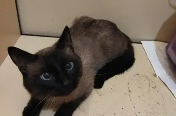 Найдена кошка, Пермь, фото: Кошка найдена, Пермь, Решетниковский 1к1