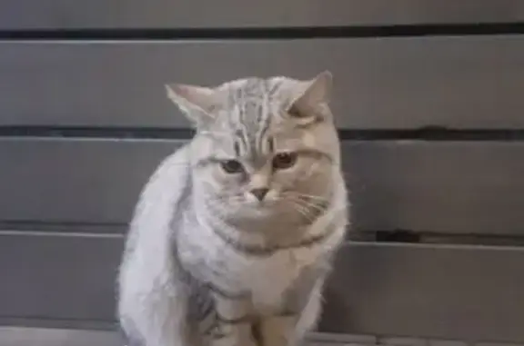 Найдена кошка, Йошкар-Ола, фото: Кошка найдена: Школьная ул., Йошкар-Ола